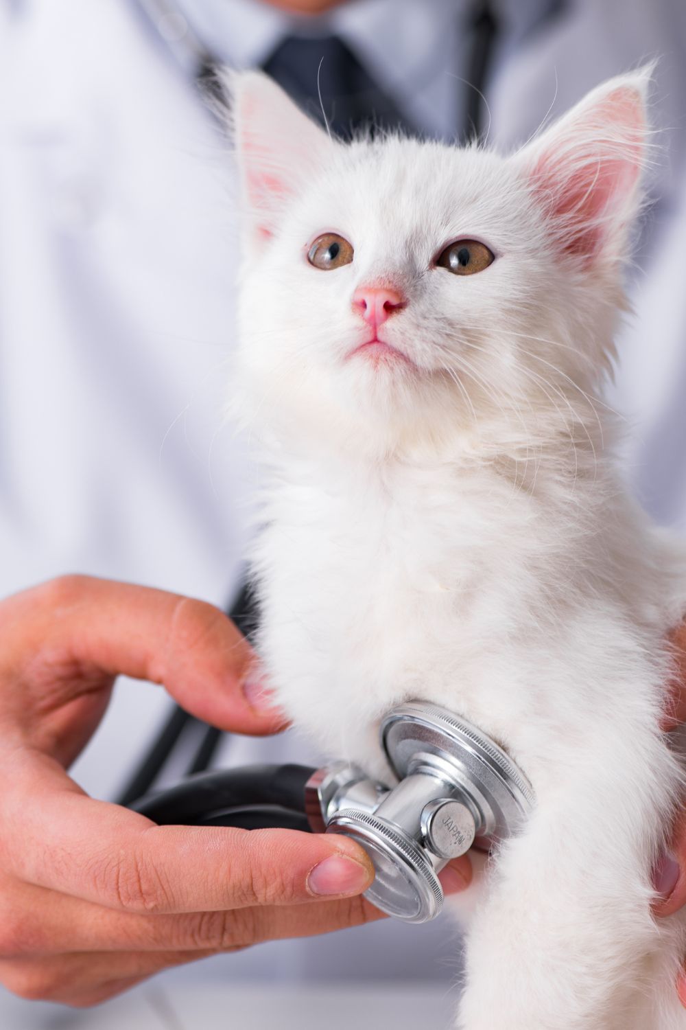 Klinik hewan MyVets Kemang