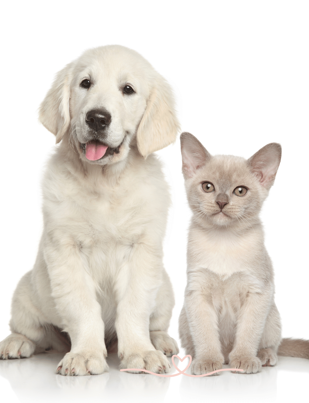 My Vets Klinik Hewan Terbaik (2)