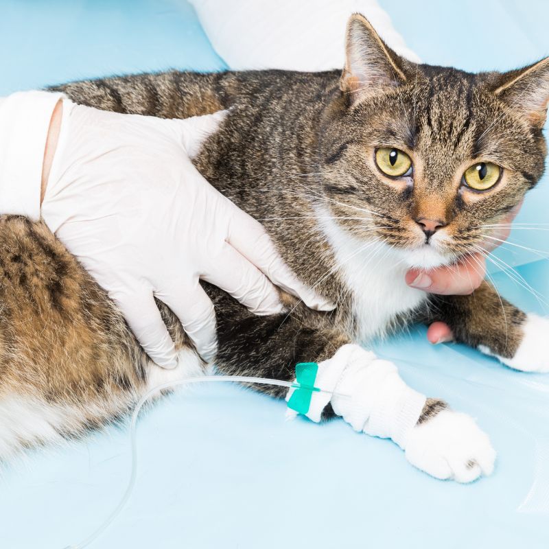 My Vets Klinik Kanker