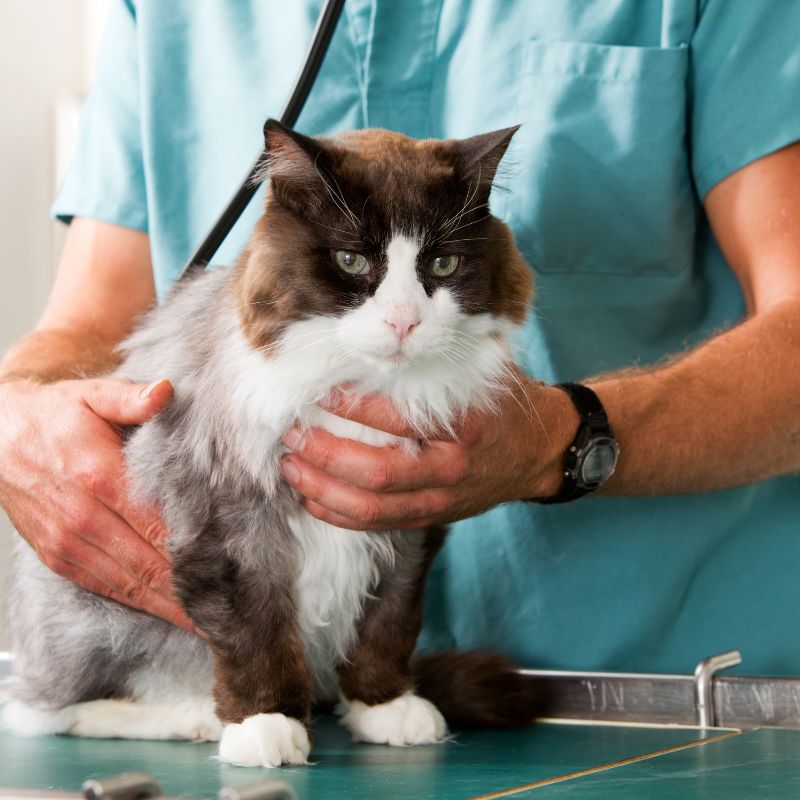 My Vets Poli Umum