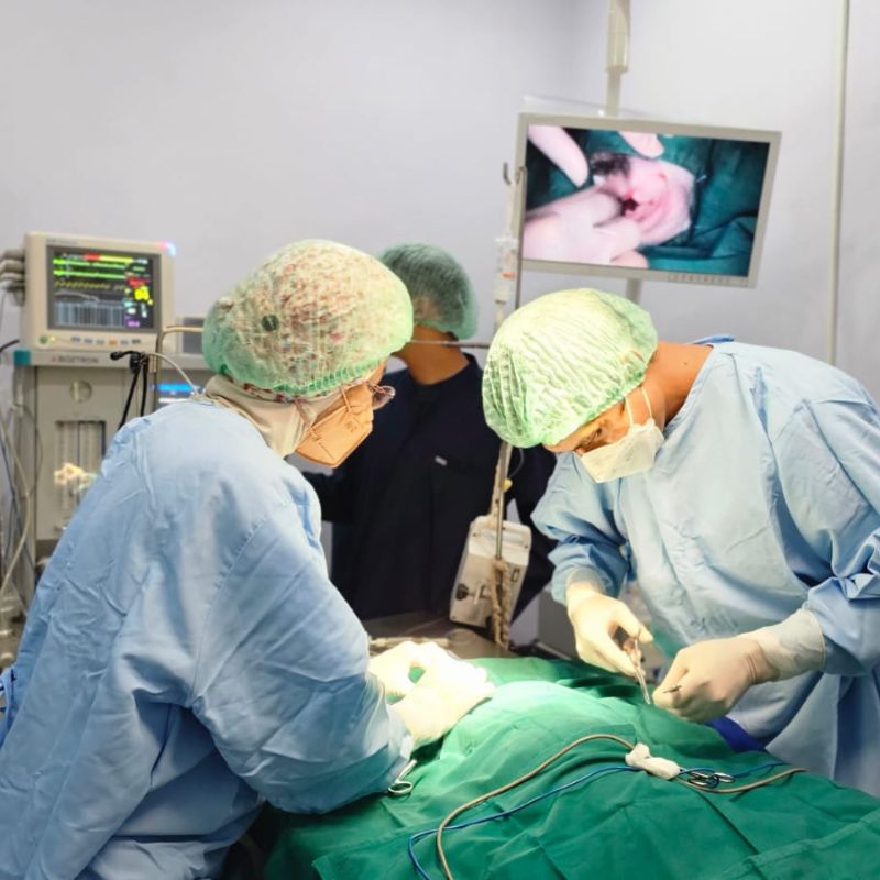 My Vets_Surgery