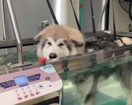 Pusat Rehabilitasi Hewan MyVets