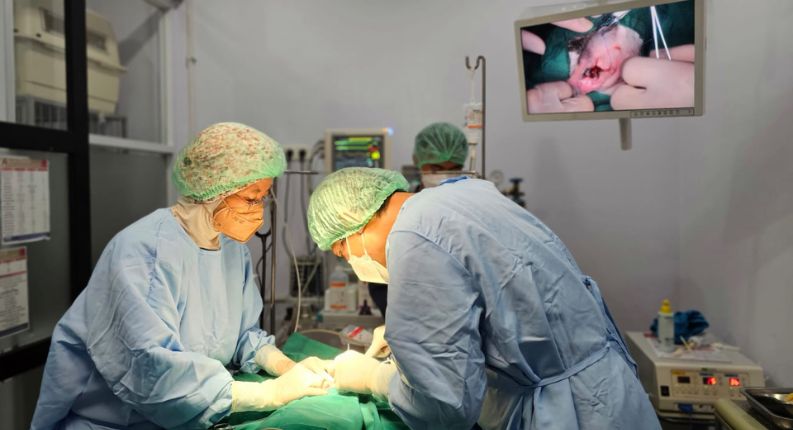 Pusat Bedah Hewan My Vets